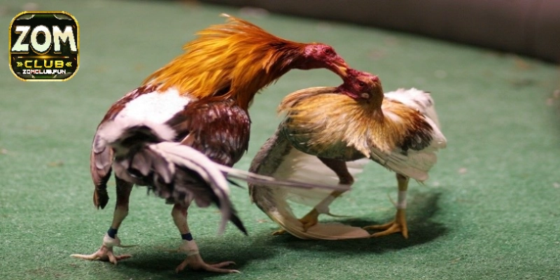 Sơ lược về bộ môn đình đám đá gà tre tại Zomclub