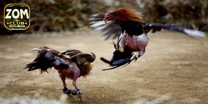 Đặc điểm về ngoại hình của giống gà khi tham gia thi đấu